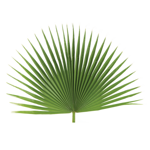 Fan Palm Decoration - Bag of 4